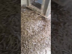 Rice Husk Vertical Pellet Mill 5Ton/H Biomass Ring Die Pellet Machine With Packing Machine